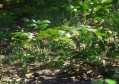 Rain Forest Pack-虚幻引擎热带雨林资源包picture