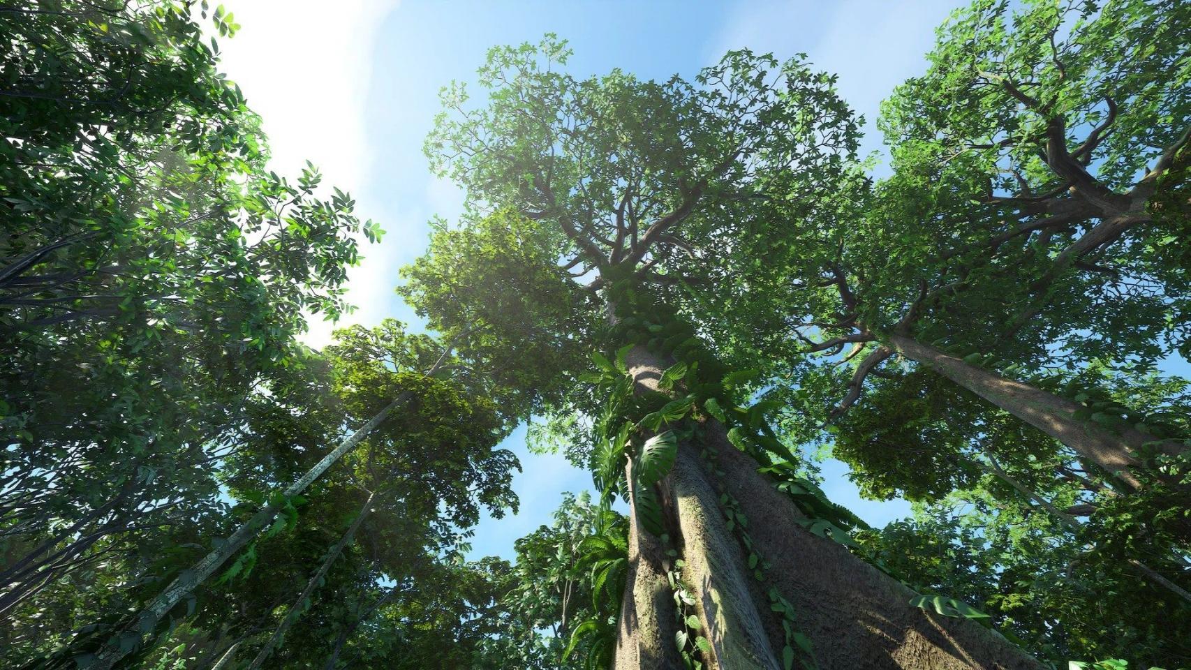 Rain Forest Pack-虚幻引擎热带雨林资源包 虚幻引擎 资源包 树木 热带雨林 第3张